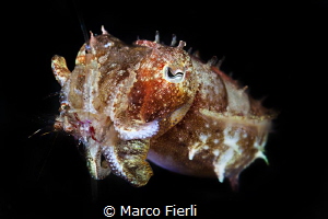 Tiny cuttlefish eating an even tinier shrimp by Marco Fierli 